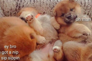 海外「このチャンネルを見つけてから柴犬に対する見方が変わった！」柴犬の子犬たちに外国人もメロメロ（海外の反応）