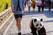 中国人「日本の神社で見られる遊び心が素敵」　中国人「日本人は発想が豊かでクリエイティブ」「人生で一度は行きたい！」