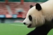 中国人「日本サッカーのレジェンドが日本代表とW杯について語る」　中国人「死角がない発言」「日本代表は絶対大丈夫！」