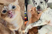 【海外】「巻き耳の子猫、家族に迎えられて幸せいっぱい！犬や猫にも愛を求める様子」