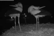 卵が産まれて喜ぶコウノトリ夫婦、くちばしを鳴らし、頭を反って喜びの舞！！
