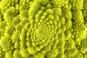 【海外】407百万年前の化石植物が示す、フィボナッチ数列を超えた謎とは？驚きの発見！
