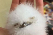 外国人「ガマグチヨタカの赤ちゃんが可愛すぎると判明した！」