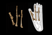 【海外】ルーシーと同時代に暮らしていた未知の人類！新たな化石発見が明かす私たちの祖先の謎
