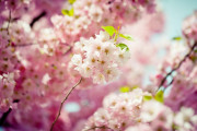 日本人が撮影した「桜と電車」がレアでめっちゃいい写真だと話題に！【タイ人の反応】