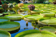 外国人「草津市にある水生植物公園のスイレンが美しすぎる！」