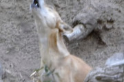 【ニューギニア・シンギング・ドッグ】これが『歌う犬』と呼ばれた野性の犬だ！