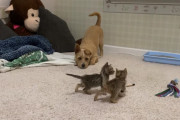 2匹の子猫たちに追い詰めらているケアーンテリアのカービー君。保護猫ちゃんとワンコのほっこりな一コマ