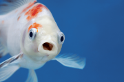 【海外】魚には舌があるの？魚の秘密を解き明かす！