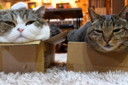 【海外の反応】日本の２匹のネコ、平和なひとときから一転、バトル勃発！？
