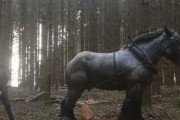 外国人「オーバーサイズな動物を世界から集めてみたｗｗｗｗ」
