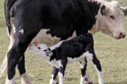 アメリカ人「お前らの言語でこの動物はなんて呼ばれてるの？」
