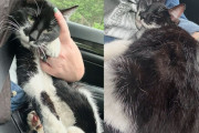 【海外】「優しい人の車に迷い込んだ猫、自分の新しい人生をスタートさせる！その意外な行動に感動」