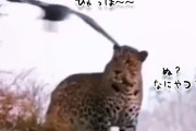 ちょ、まてよ！ワシに頭をつつかれキレ散らかすヒョウ