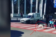 子供たちが安全に横断歩道を渡るまでしっかり護衛する野良犬（ジョージア）