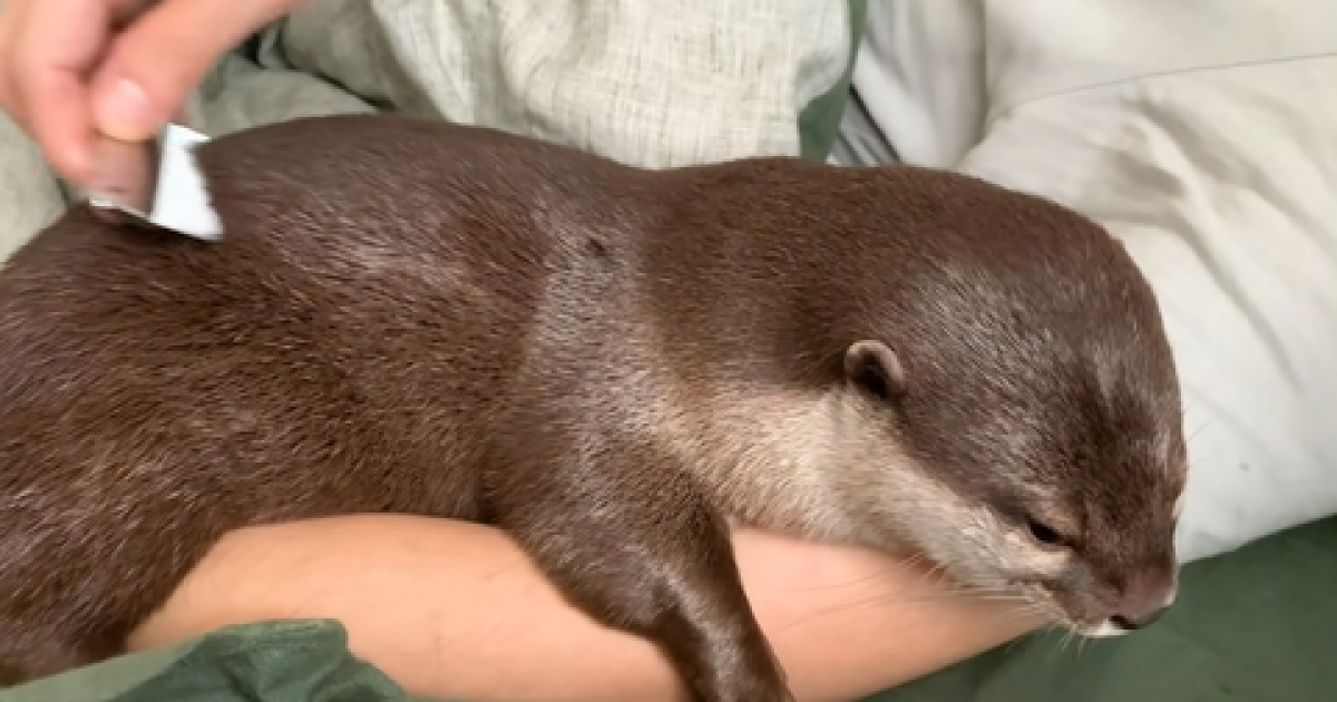 日本のカワウソ動画が海外で大人気！コタロウ君とハナちゃんのブラッシング（更新版） 海外の反応 | 海外の反応アンテナ