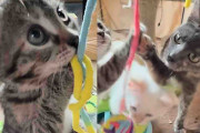 【海外】「母猫になるため奮闘する細身の猫、驚きの幸せな結末が待っていた！」