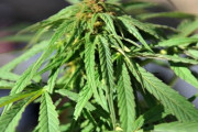 海外「イタリア最高裁で個人利用のために大麻を育てることは違法ではないと判決される」