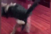猫に投げ技をかけ、めっちゃキレイに床に叩きつける犬→海外「すげぇ、チョークスラムじゃん」「IPPON!!!」「ついに犬が勝った！！！」