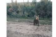 かわいらしく見えるクマさんには要注意だっていう映像