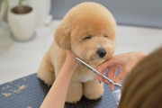 海外「日本に行って自分もお願いしたい」ハーフ犬ビションプーのトリミング動画が可愛すぎると海外で話題に