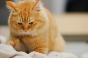 海外「不満のある労働者みたい笑」猫のフミフミは英語では “ビスケットを作る” と言うらしい