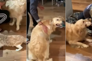新しく家族となった猫を猫可愛がりする飼主さんに猛烈に嫉妬するゴールデン・レトリバーが可愛いっ！