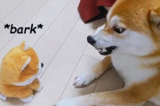 海外「大爆笑！超かわいい！」柴犬vsモノマネするおもちゃの動画が可愛すぎると話題に（海外の反応）