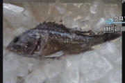 福島県沖で水揚げされた魚から基準値５倍の放射性物質検出