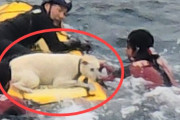 済州で崖下の愛犬を海警が救助、韓国国内では「治療費は飼い主が払うべき」と感謝と批判