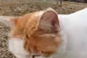 外国人「この日本人Youtuberの野良猫動画にハマってる」 海外の反応