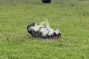 YouTubeで大人気なハスキーのキー君が「スタント犬」と呼ばれるようになった理由とは？