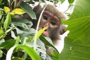 沖縄の猿「動物園から出るやで！」→海外「リアルサルゲッチュかな」