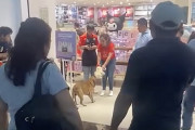 【海外】「お店で犬が玩具を盗む？見知らぬ人たちの感動的な行動とは！」
