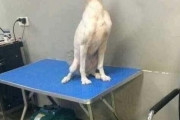 外国人「人生で一度は見るべき動物ネタ画像を集めてみたｗｗｗｗ」