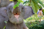 農場で盗み食いしていた子ゾウ、人間に見つかり慌てて隠れるもバレバレｗｗｗｗｗ