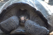絶滅したと思われていた''フェルナンディナゾウガメ''のメス、ガラパゴス諸島で発見される