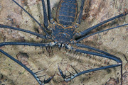 外国人「これもう地球外生命体だろって生物を眺めていこう」