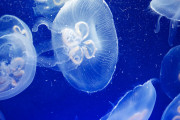 【海外】クラゲの刺され、尿で本当に和らぐ？真相を徹底解説！