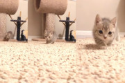 部屋の隅っこからゆっくり近づいてくる子猫ちゃんにほっこり。飛び掛かる瞬間まで可愛すぎます
