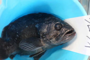 福島県沖で水揚げされたクロソイから再び基準越えのセシウム