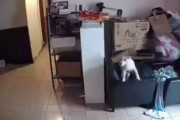 【台湾地震】海外の声「この犬ヤバイ。揺れる数秒前に感知し飼い主に知らせてる。」