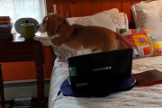 「今のうちに…」飼主さんの居ない間に豪快にコーヒーを飲んでしまっているビーグル犬