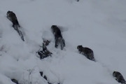 【海外】「4頭のユキヒョウが一堂に！珍しい光景に興奮の嵐 – 動画で見る」