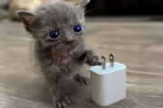 【海外】小さな命の奇跡！危機を乗り越えた最小の子猫と出会った友情の物語