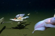 日本の海底8336mに住む「深海魚」このような姿をしている…東京海洋大学などが発見＝韓国の反応