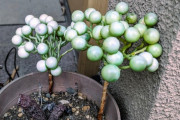 外国人「箱根で謎すぎる植物を発見したんだがこれは何？」