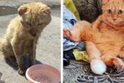 外国人「保護されて幸せになった猫のビフォー＆アフターを見せていく！」