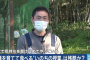 台湾人「日本の小学校には豚を育てて食べるという授業があるらしい」　台湾の反応