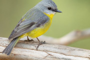 日本の鳥類研究者が世界で初めて証明した発見に海外興味津々！（海外の反応）